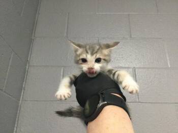 Domestic Short Hair Cats Available for Adoption in Thousand Palms, California - FAYE | PetCurious