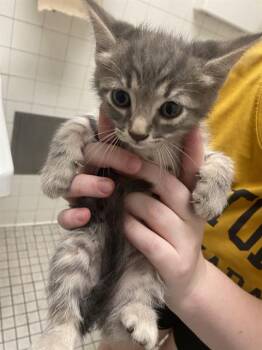 DUCHESS -  Domestic Short Hair Cat for Adoption in Dallas, Texas - DUCHESS | PetCurious