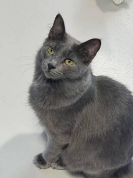 Rescue Domestic Medium Hair Cats for Adoption in Dalton, Georgia - Mouse | PetCurious
