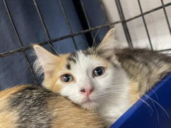 Tonic -  Domestic Medium Hair Cat for Adoption in Bolivar, Missouri - Tonic | PetCurious
