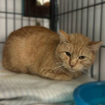 Rescue Domestic Short Hair Cats for Adoption in Davenport, Iowa - AJ | PetCurious