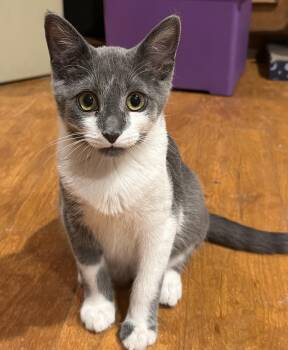 Pauly -  Domestic Short Hair Cat for Adoption in Williamsville, New York - Pauly | PetCurious