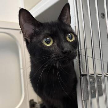 Buffy -  Domestic Short Hair Cat for Adoption in Naperville, Illinois - Buffy | PetCurious