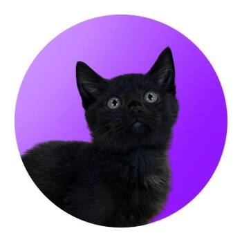 Little Bear (F9) -  Domestic Short Hair Cat for Adoption in Pacific Grove, California - Little Bear (F9) | PetCurious