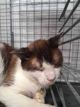 Mr. Rodgers -  Domestic Short Hair Cat for Adoption in Sevierville, Tennessee - Mr. Rodgers | PetCurious