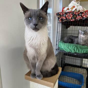 Hope -  Domestic Short Hair Cat for Adoption in Kanab, Utah - Hope | PetCurious