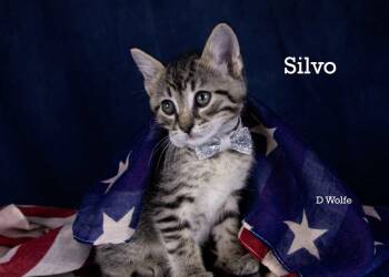 Silvo -  Tabby Cat for Adoption in York, Nebraska - Silvo | PetCurious