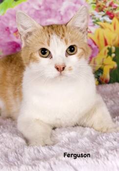 Domestic Short Hair Cats Available for Adoption in Gilbert, Arizona - Ferguson | PetCurious
