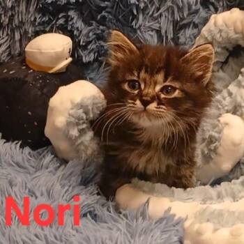 Nori -  Tabby Cat for Adoption in Huntington Beach, California - Nori | PetCurious