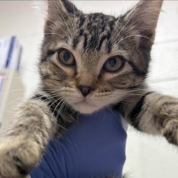 Cherry -  Domestic Medium Hair Cat for Adoption in Murray, Utah - Cherry | PetCurious