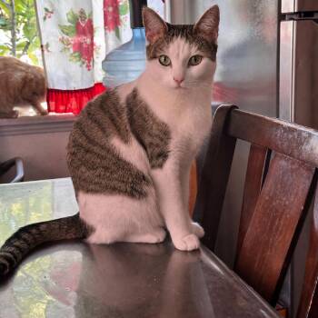 Baby -  Domestic Short Hair Cat for Adoption in Brea, California - Baby | PetCurious