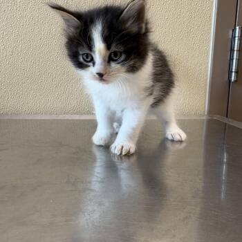 Basil -  Domestic Medium Hair Cat for Adoption in Clavet, Saskatchewan - Basil | PetCurious