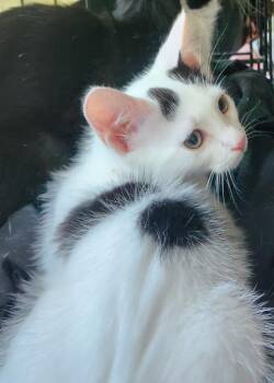 Domestic Short Hair Cats Available for Adoption - Knuckles | PetCurious