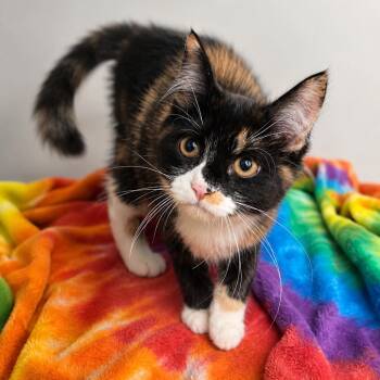 Delaney Dilly Pickle -  Domestic Long Hair Cat for Adoption in Hopkinton, Massachusetts - Delaney Dilly Pickle | PetCurious