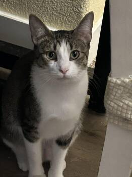 Taylor -  Domestic Short Hair and Tabby Cat for Adoption in Gilbert, Arizona - Taylor | PetCurious