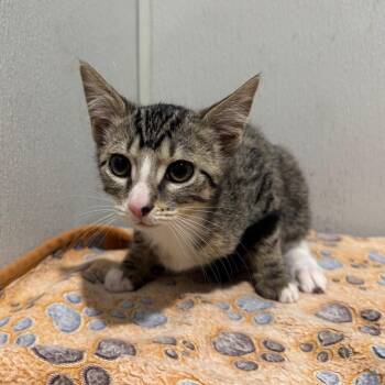 Ellie -  Domestic Short Hair Cat for Adoption in Tampa, Florida - Ellie | PetCurious