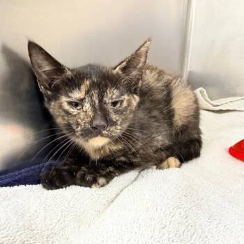 Cutie-pie -  Domestic Short Hair Cat for Adoption in Newark, New Jersey - Cutie-pie | PetCurious