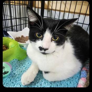 Rescue Domestic Short Hair Cats for Adoption in Chuckey, Tennessee - Oreo | PetCurious