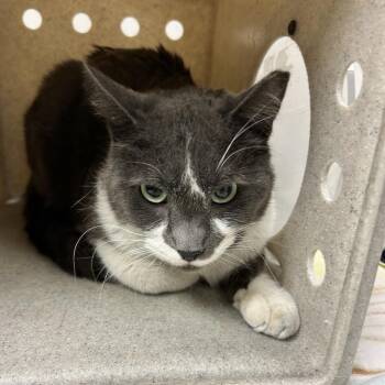 Domestic Long Hair Cats Available for Adoption in Reno, Nevada - Baby Cat | PetCurious