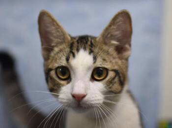 Jif -  Domestic Short Hair Cat for Adoption in Portland, Oregon - Jif | PetCurious