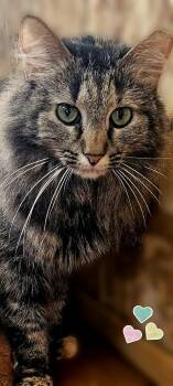 Domestic Long Hair Cats Available for Adoption in Scottsdale, Arizona - Teddie | PetCurious