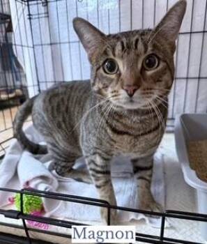 Domestic Short Hair Cats Available for Adoption - Magnon | PetCurious