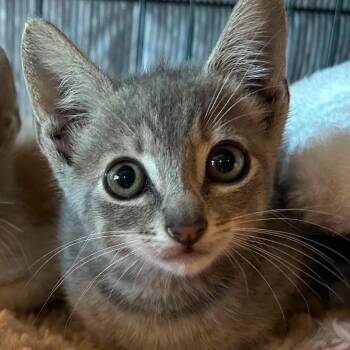 Sonny 26-06-005 -  Domestic Short Hair Cat for Adoption in Bastrop, Texas - Sonny 26-06-005 | PetCurious