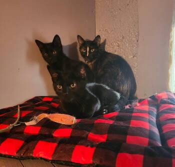 Inky -  Domestic Short Hair Cat for Adoption in Millcreek, Utah - Inky | PetCurious