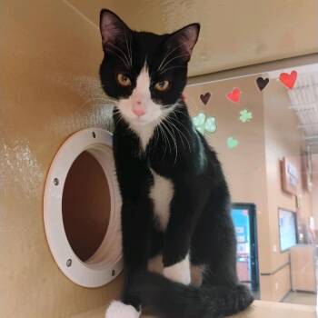 Domestic Short Hair Cats Available for Adoption in Hemet, California - Kevin | PetCurious