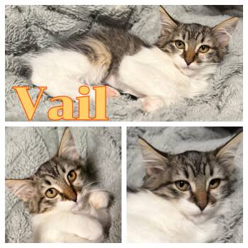 Vail -  Domestic Long Hair Cat for Adoption in Hollister, California - Vail | PetCurious