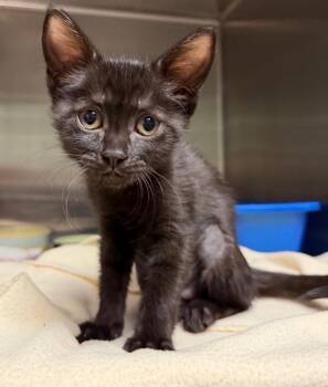 Tippy Tappy (Petsmart) -  Domestic Short Hair Cat for Adoption in Ocala, Florida - Tippy Tappy (Petsmart) | PetCurious