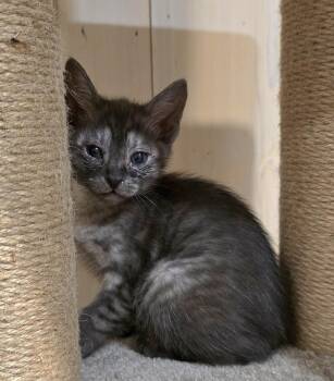 Wasabi -  Domestic Short Hair Cat for Adoption in Vancouver, Washington - Wasabi | PetCurious