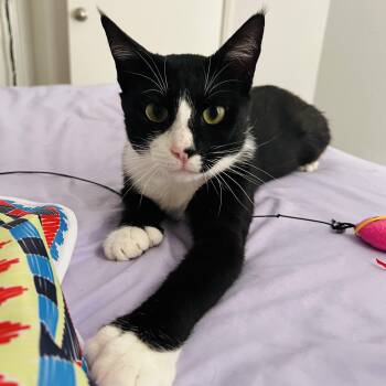 James Bond -  Extra Toes Cat Hemingway Polydactyl Cat for Adoption in Sacramento, California - James Bond | PetCurious