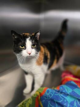 In-na -  Domestic Short Hair and Calico Cat for Adoption in Sebastian, Florida - In-na | PetCurious