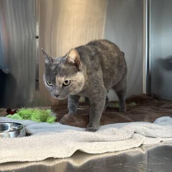 Sweets -  Domestic Short Hair Cat for Adoption in Knoxville, Tennessee - Sweets | PetCurious