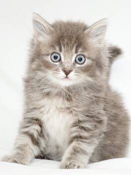 Attic -  Domestic Medium Hair Cat for Adoption in Washburn, Wisconsin - Attic | PetCurious