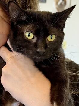Rescue Domestic Short Hair Cats for Adoption in Chicago, Illinois - Annie | PetCurious