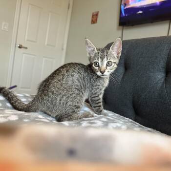 Ollie (and Archie) PURRfect pair -  Tabby Cat Available for Adoption in Wimauma, Florida - Ollie (and Archie) PURRfect Pair | PetCurious