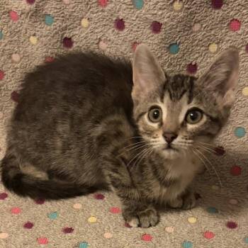 Melody -  Domestic Short Hair Cat for Adoption in Waterloo, Iowa - Melody | PetCurious