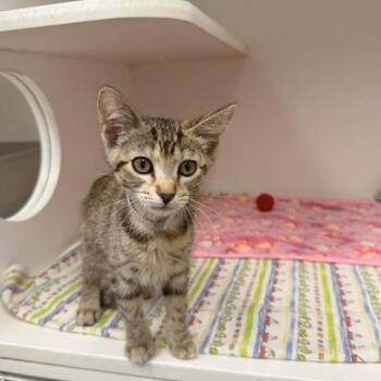 Neutron -  Domestic Short Hair Cat for Adoption in Hawthorne, California - Neutron | PetCurious