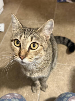 Rescue Domestic Short Hair Cats for Adoption in Pinellas Park, Florida - Pumpkin | PetCurious