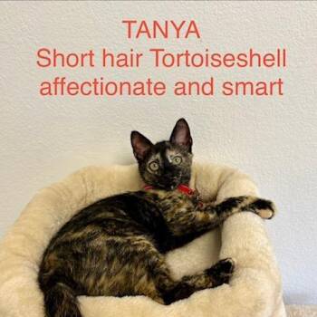 Tanya -  Domestic Short Hair Cat for Adoption in Webster, Texas - Tanya | PetCurious