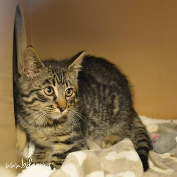 Mesa -  Domestic Medium Hair Cat for Adoption in Cheyenne, Wyoming - Mesa | PetCurious