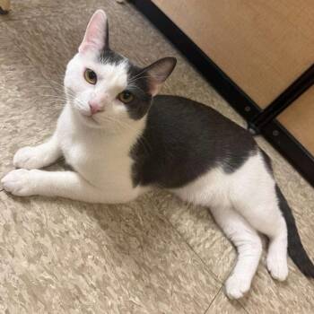 Kabochu -  Domestic Short Hair Cat for Adoption in Chicago, Illinois - Kabochu | PetCurious