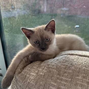 Aerith -  Siamese Cat for Adoption in Santa Fe, Texas - Aerith | PetCurious