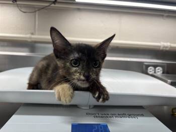 CHIMI -  Domestic Short Hair Cat for Adoption in Grand Prairie, Texas - CHIMI | PetCurious
