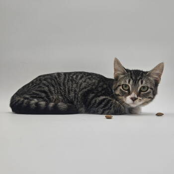 Rescue Domestic Short Hair Cats for Adoption in Fargo, North Dakota - Vicky | PetCurious