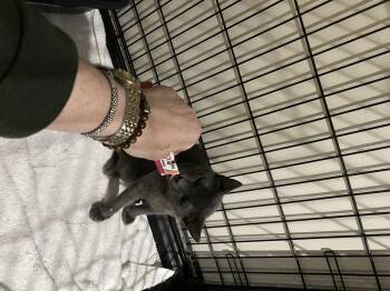 Milton -  Russian Blue Cat for Adoption in Bradford, Alabama - Milton | PetCurious