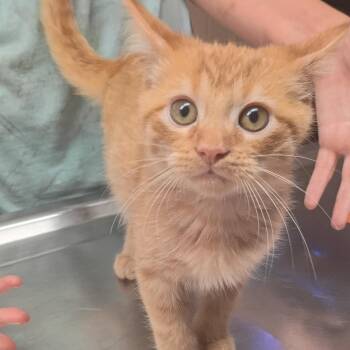 Nectarine -  Domestic Short Hair Cat for Adoption in Newport, North Carolina - Nectarine | PetCurious