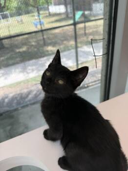 CAVIAR -  Domestic Short Hair Cat for Adoption in Texas City, Texas - CAVIAR | PetCurious